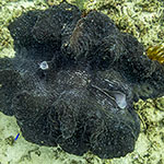 Tridacna gigas